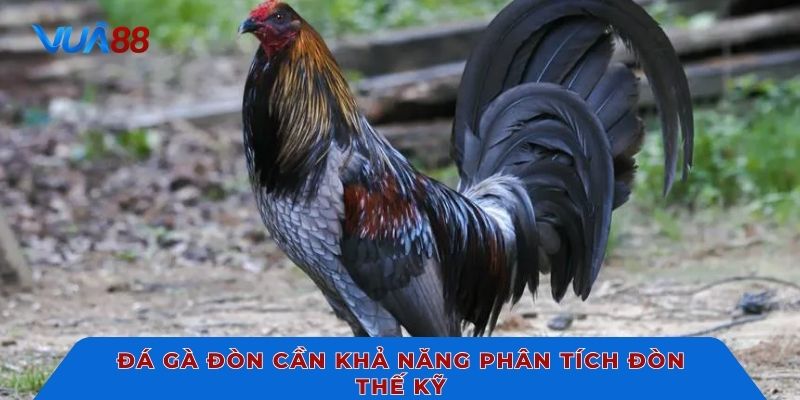 Đá gà đòn cần khả năng phân tích đòn thế kỹ