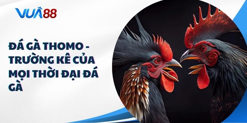 đá gà thomo