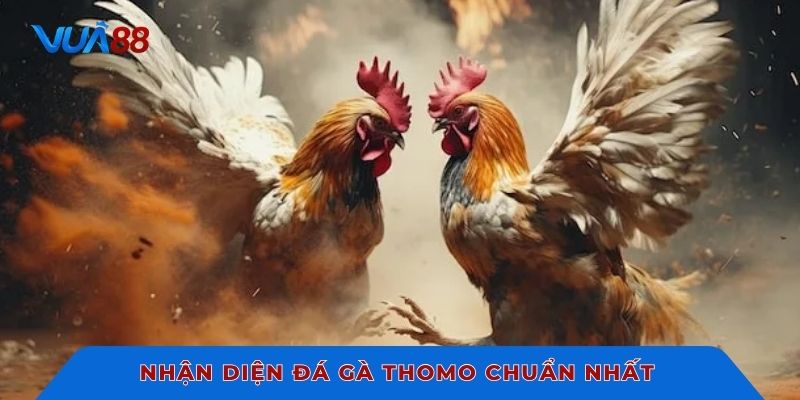 Nhận diện đá gà thomo chuẩn nhất