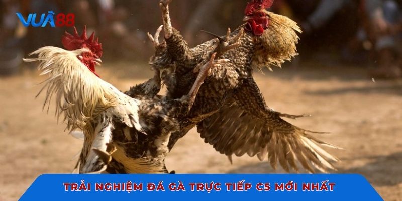 Trải nghiệm đá gà trực tiếp C5 mới nhất